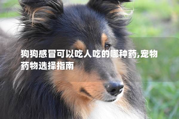 狗狗感冒可以吃人吃的哪种药,宠物药物选择指南