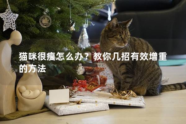 猫咪很瘦怎么办？教你几招有效增重的方法