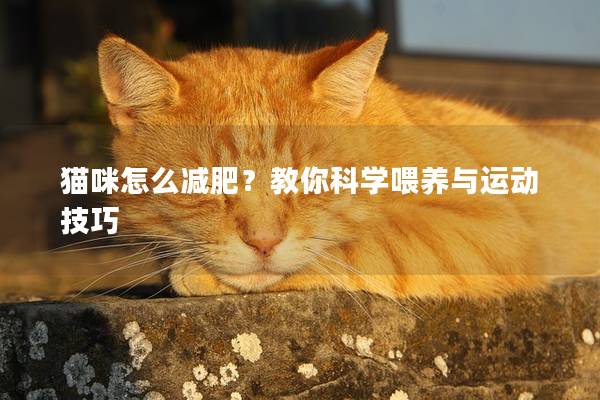 猫咪怎么减肥？教你科学喂养与运动技巧