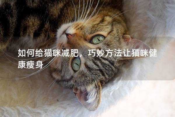 如何给猫咪减肥，巧妙方法让猫咪健康瘦身