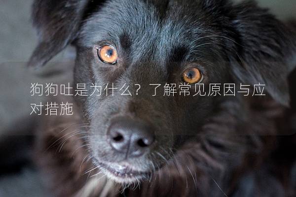 狗狗吐是为什么？了解常见原因与应对措施