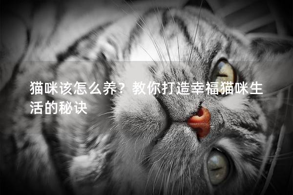 猫咪该怎么养？教你打造幸福猫咪生活的秘诀
