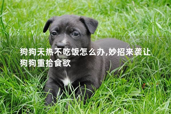 狗狗天热不吃饭怎么办,妙招来袭让狗狗重拾食欲