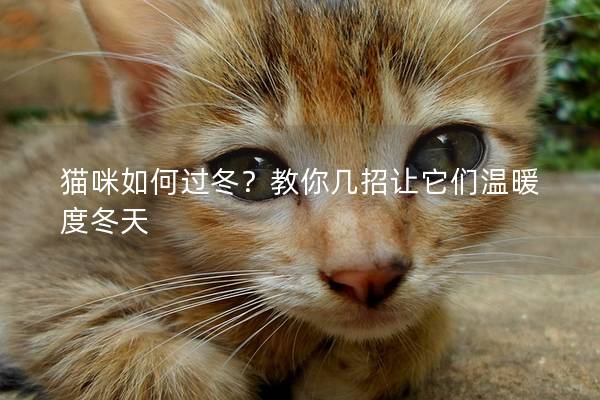 猫咪如何过冬？教你几招让它们温暖度冬天