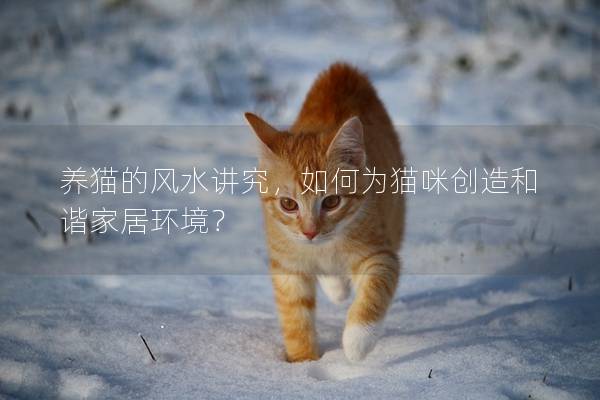 养猫的风水讲究，如何为猫咪创造和谐家居环境？