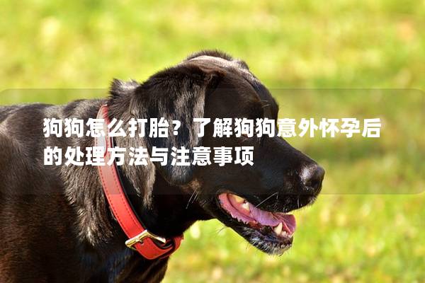 狗狗怎么打胎?了解狗狗意外怀孕后的处理方法与注意事项 狗狗怎么打胎?了解狗狗意外怀孕后的处理方法与注意事项