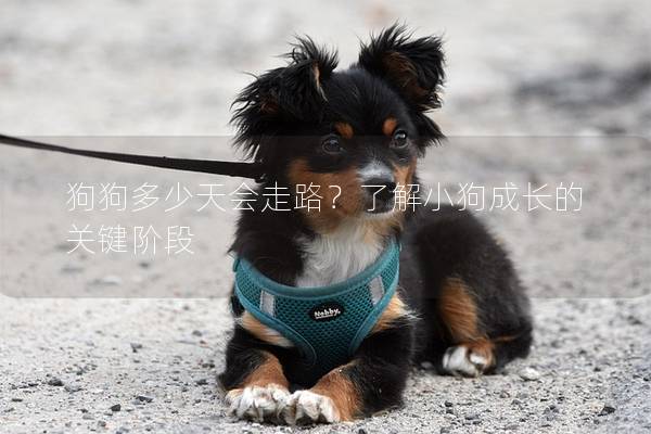 狗狗多少天会走路？了解小狗成长的关键阶段