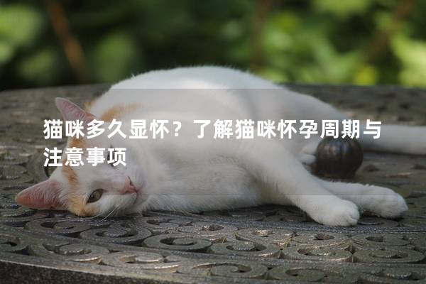 猫咪多久显怀？了解猫咪怀孕周期与注意事项