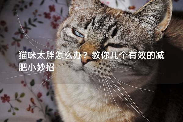 猫咪太胖怎么办？教你几个有效的减肥小妙招