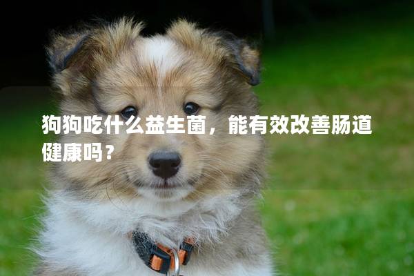 狗狗吃什么益生菌，能有效改善肠道健康吗？
