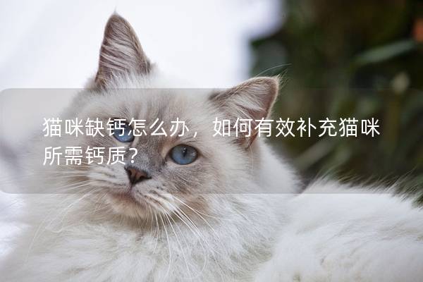 猫咪缺钙怎么办，如何有效补充猫咪所需钙质？