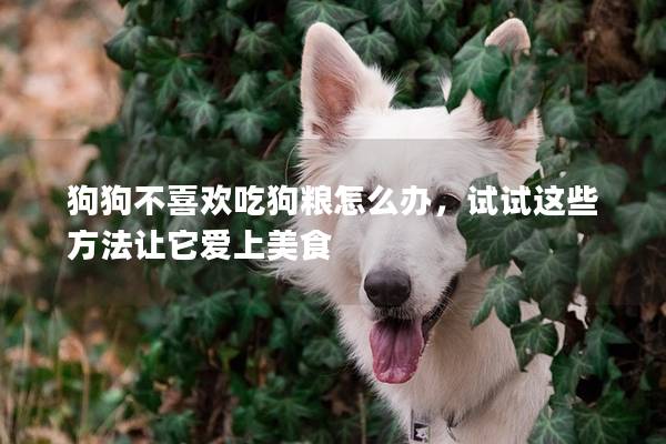 狗狗不喜欢吃狗粮怎么办，试试这些方法让它爱上美食