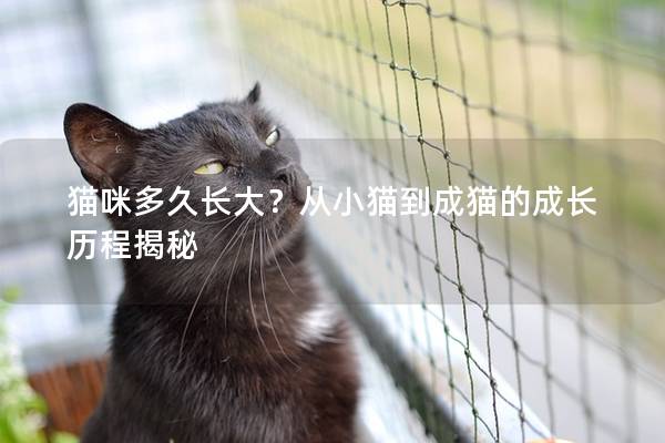 猫咪多久长大？从小猫到成猫的成长历程揭秘
