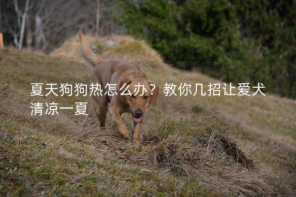 夏天狗狗热怎么办？教你几招让爱犬清凉一夏