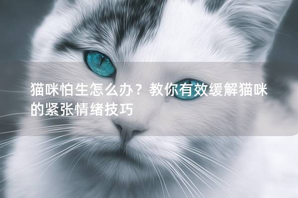 猫咪怕生怎么办？教你有效缓解猫咪的紧张情绪技巧