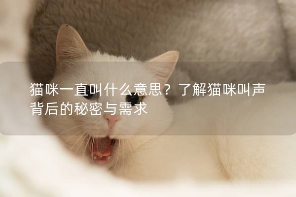猫咪一直叫什么意思？了解猫咪叫声背后的秘密与需求