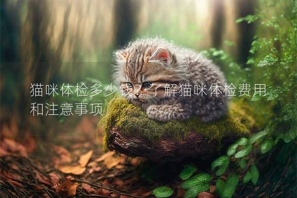 猫咪体检多少钱？了解猫咪体检费用和注意事项