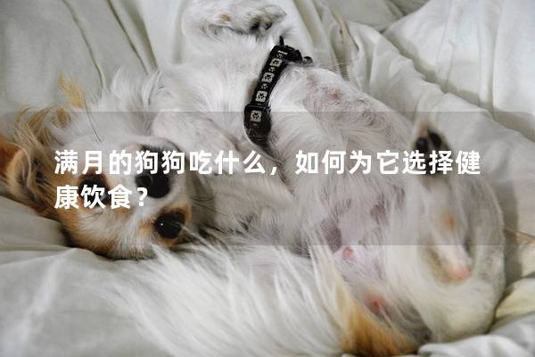 满月的狗狗吃什么,如何为它选择健康饮食? 满月的狗狗吃什么,如何为它选择健康饮食?