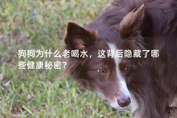 狗狗为什么老喝水，这背后隐藏了哪些健康秘密？