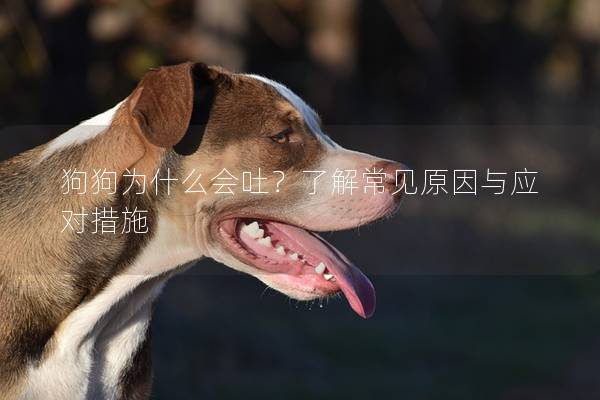 狗狗为什么会吐？了解常见原因与应对措施