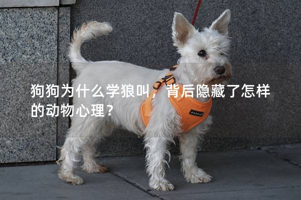狗狗为什么学狼叫，背后隐藏了怎样的动物心理？