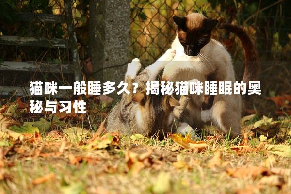 猫咪一般睡多久？揭秘猫咪睡眠的奥秘与习性