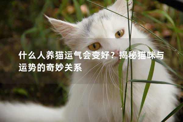 什么人养猫运气会变好？揭秘猫咪与运势的奇妙关系