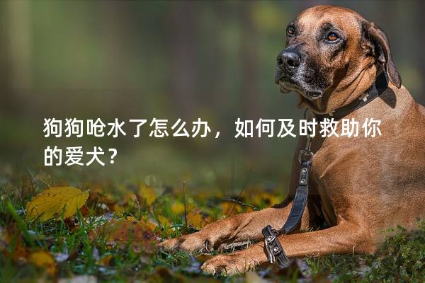 狗狗呛水了怎么办，如何及时救助你的爱犬？