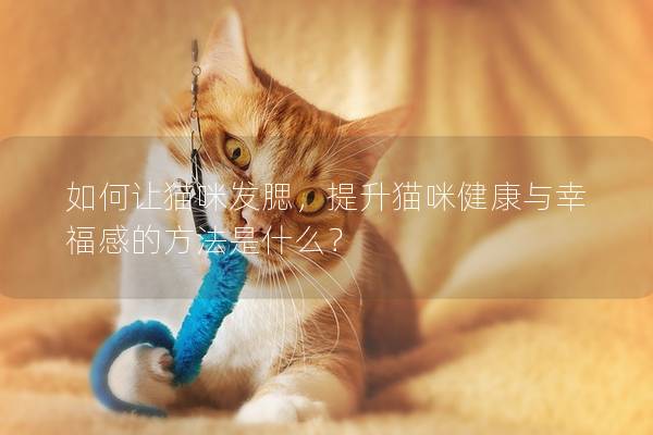 如何让猫咪发腮，提升猫咪健康与幸福感的方法是什么？