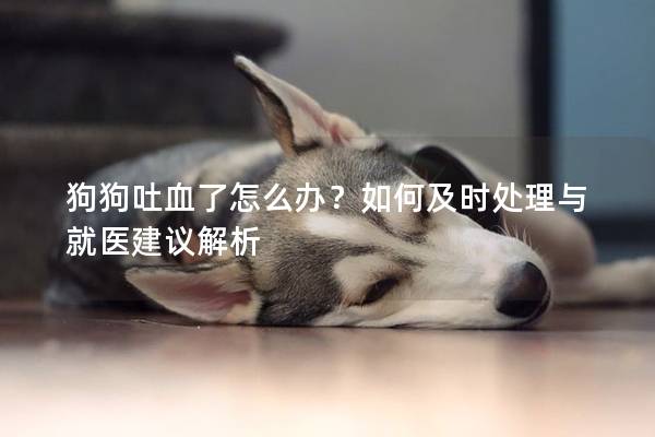 狗狗吐血了怎么办？如何及时处理与就医建议解析