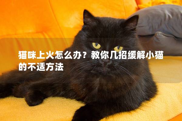 猫咪上火怎么办？教你几招缓解小猫的不适方法