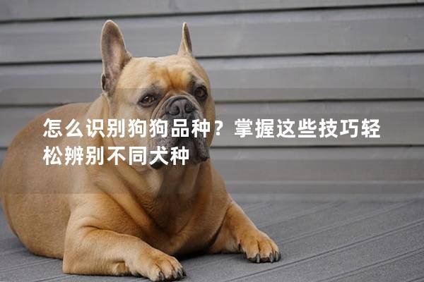 怎么识别狗狗品种？掌握这些技巧轻松辨别不同犬种