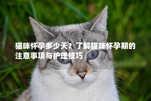 猫咪怀孕多少天？了解猫咪怀孕期的注意事项与护理技巧