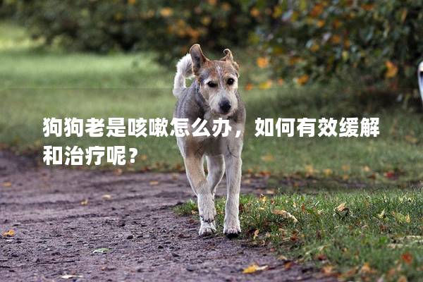 狗狗老是咳嗽怎么办,如何有效缓解和治疗呢? 狗狗老是咳嗽怎么办,如何有效缓解和治疗呢?