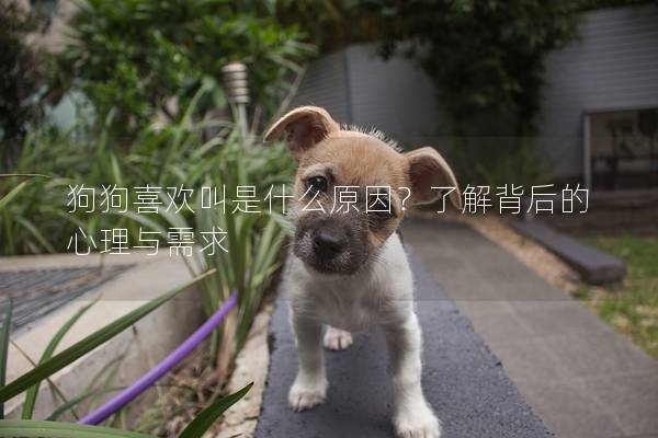 狗狗喜欢叫是什么原因？了解背后的心理与需求