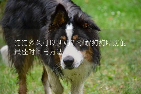 狗狗多久可以断奶？了解狗狗断奶的最佳时间与方法