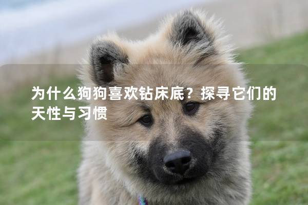 为什么狗狗喜欢钻床底？探寻它们的天性与习惯