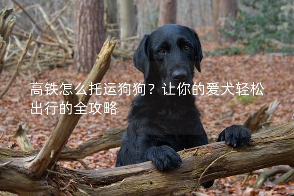 高铁怎么托运狗狗?让你的爱犬轻松出行的全攻略 高铁怎么托运狗狗?让你的爱犬轻松出行的全攻略