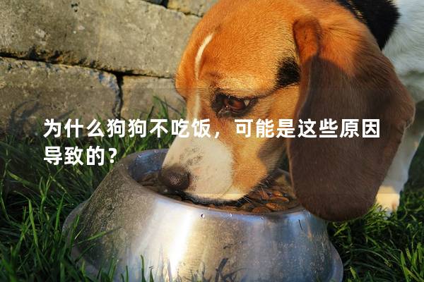 为什么狗狗不吃饭，可能是这些原因导致的？
