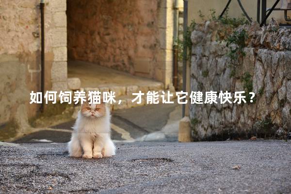 如何饲养猫咪，才能让它健康快乐？