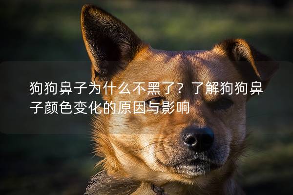 狗狗鼻子为什么不黑了？了解狗狗鼻子颜色变化的原因与影响