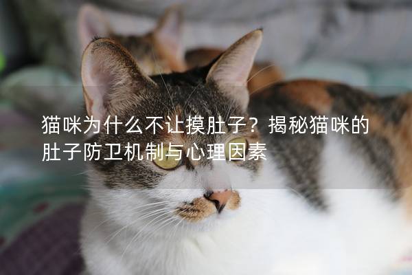 猫咪为什么不让摸肚子？揭秘猫咪的肚子防卫机制与心理因素