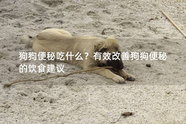 狗狗便秘吃什么？有效改善狗狗便秘的饮食建议