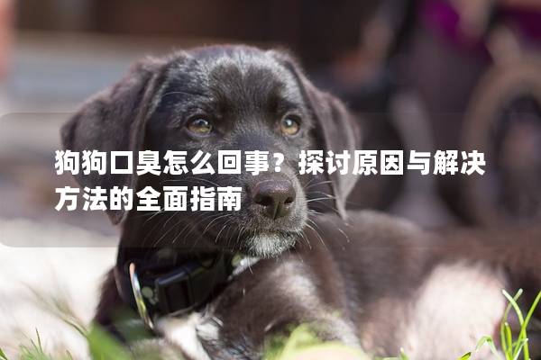 狗狗口臭怎么回事？探讨原因与解决方法的全面指南