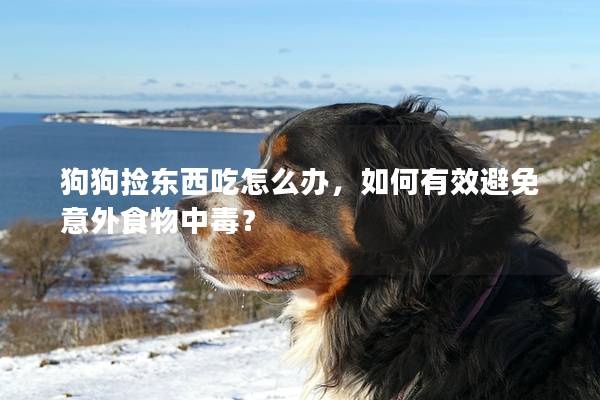 狗狗捡东西吃怎么办，如何有效避免意外食物中毒？
