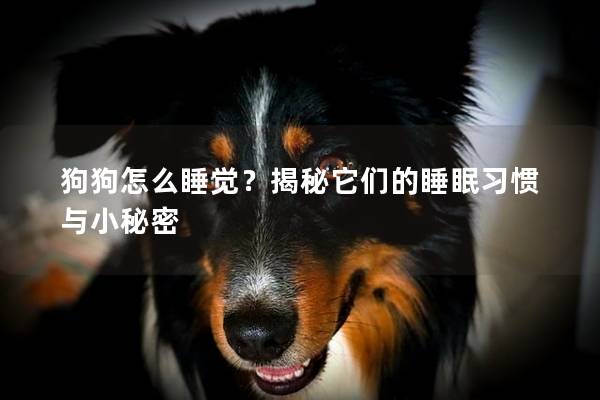 狗狗怎么睡觉？揭秘它们的睡眠习惯与小秘密