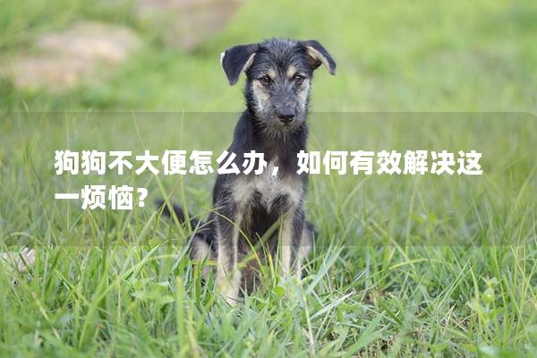 狗狗不大便怎么办，如何有效解决这一烦恼？