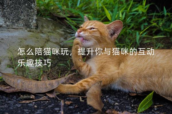 怎么陪猫咪玩，提升你与猫咪的互动乐趣技巧