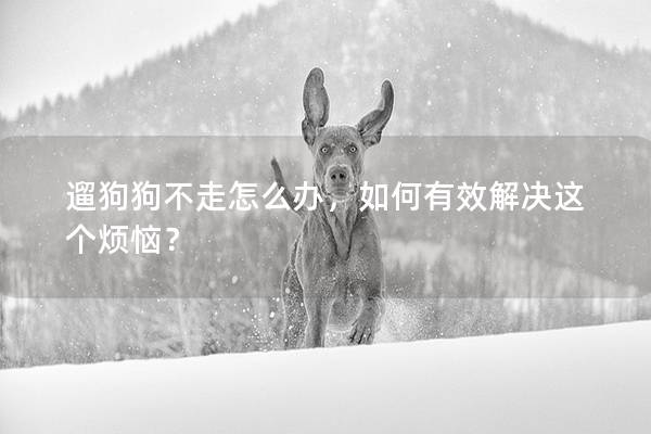 遛狗狗不走怎么办，如何有效解决这个烦恼？