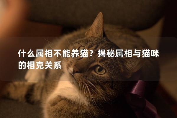 什么属相不能养猫？揭秘属相与猫咪的相克关系